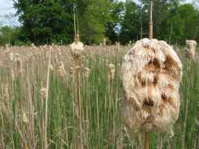 Invasive Plant Narrow leaved Cattail