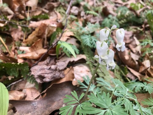 a small, delicate white wildflower standing tall amidst a forest floor covered in dry leaves. The flower has unique, heart-shaped petals hanging downward, and the stem is surrounded by soft, fern-like green leaves.