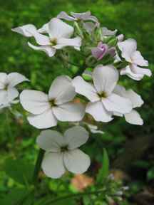 Invasive Plant Dames Rocket