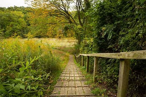 A wooden walkway extends towards a lush grassy field, inviting exploration and connection with nature.