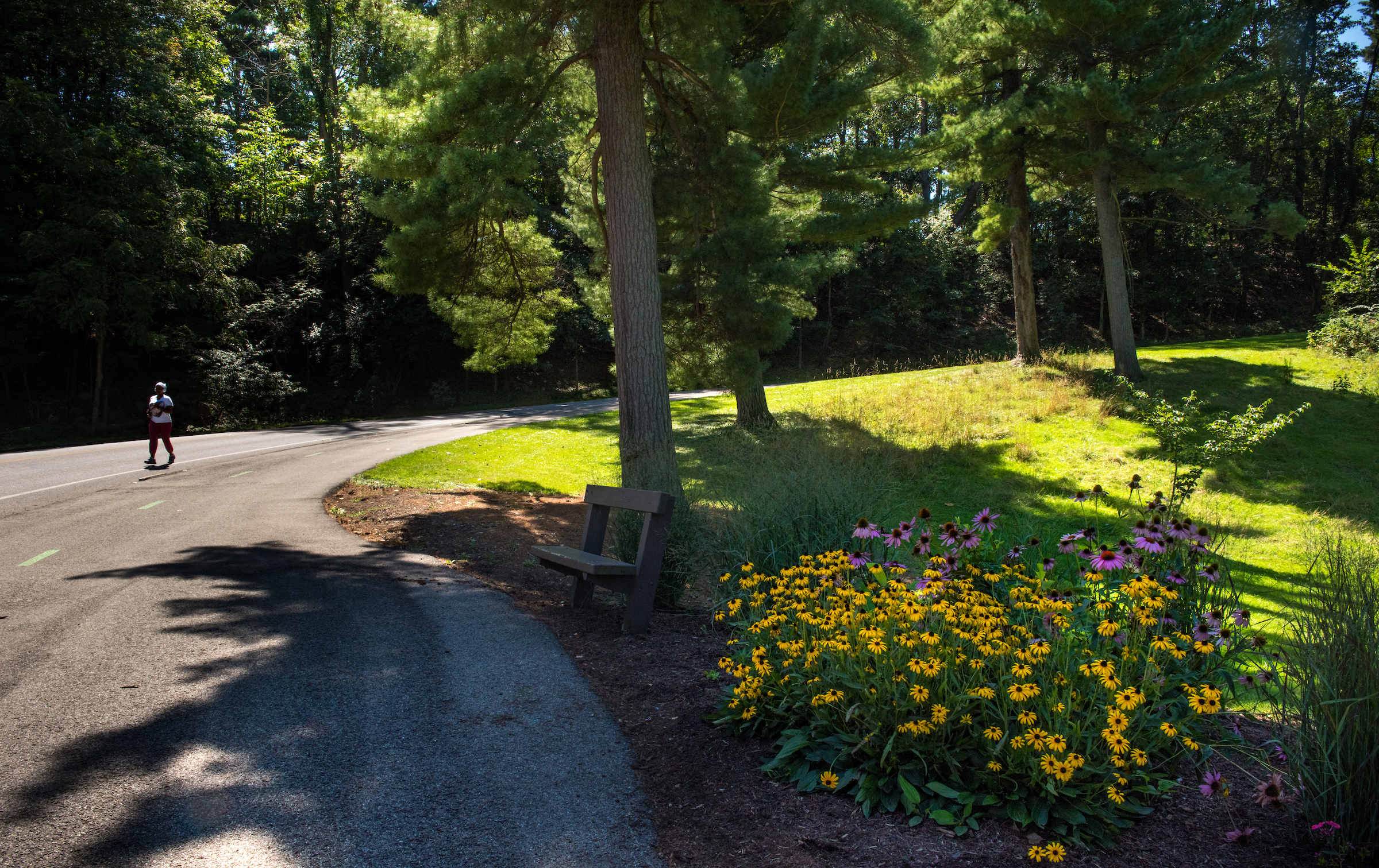 A well-maintained paved road lined with trees, leading towards a horizon under a clear blue sky.