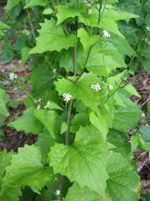 Invasive plant Garlic Mustard