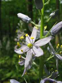 Invasive Plant Wild Hyacinth