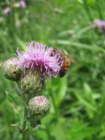 Invasive Plant Canada Thistle