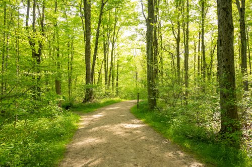 A peaceful dirt path meandering through the woods, bordered by trees and flourishing green grass.